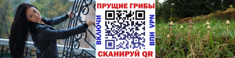Купить где  Кондопога  Псилоцибиновые грибы MAGIC MUSHROOMS 